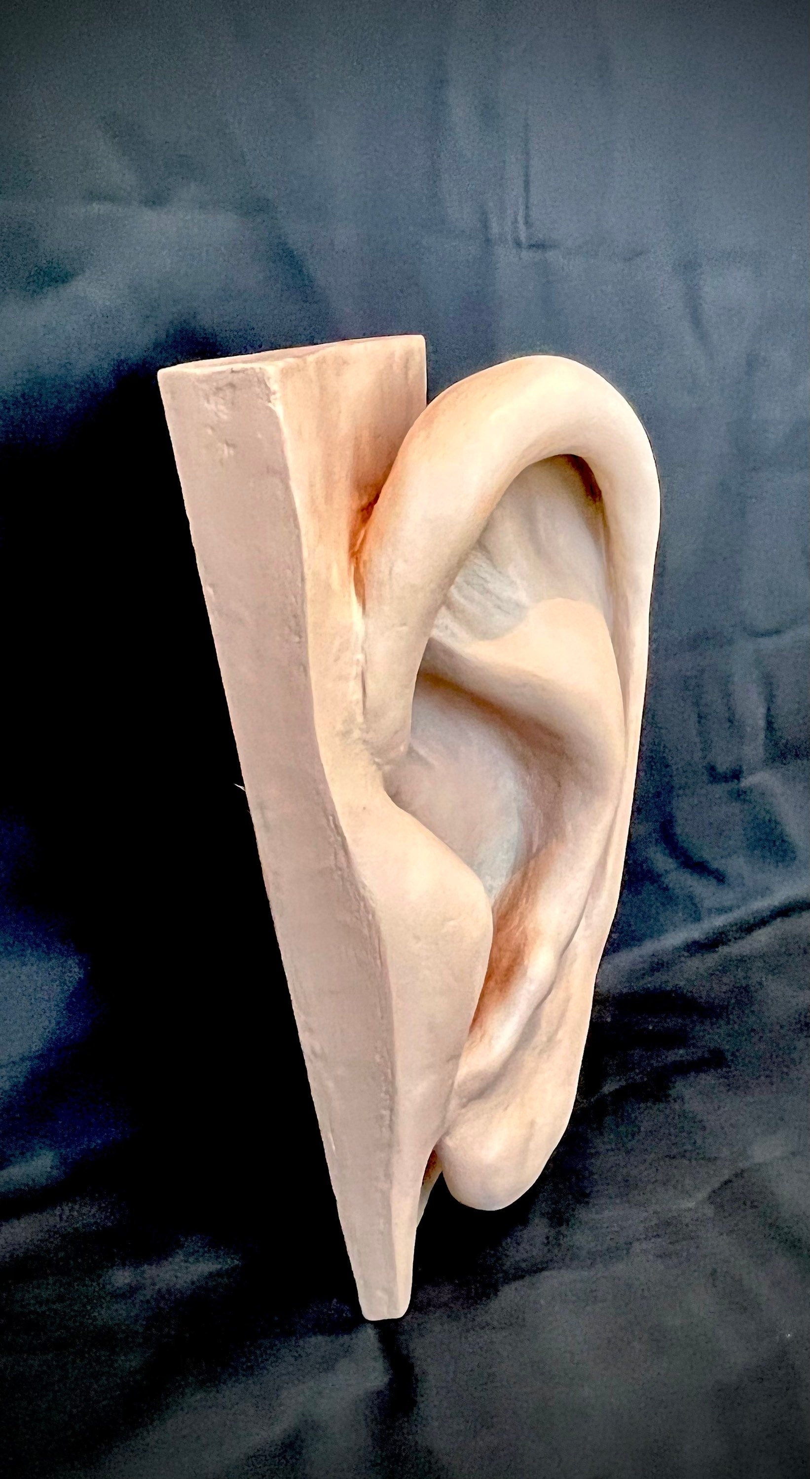 Menschliches Ohr Wandkunst / Anatomie / Einrichtung HNO Arzt / Ohrenarzt DEKO Figur Skulptur 50 cm x 27 cm x 18 cm