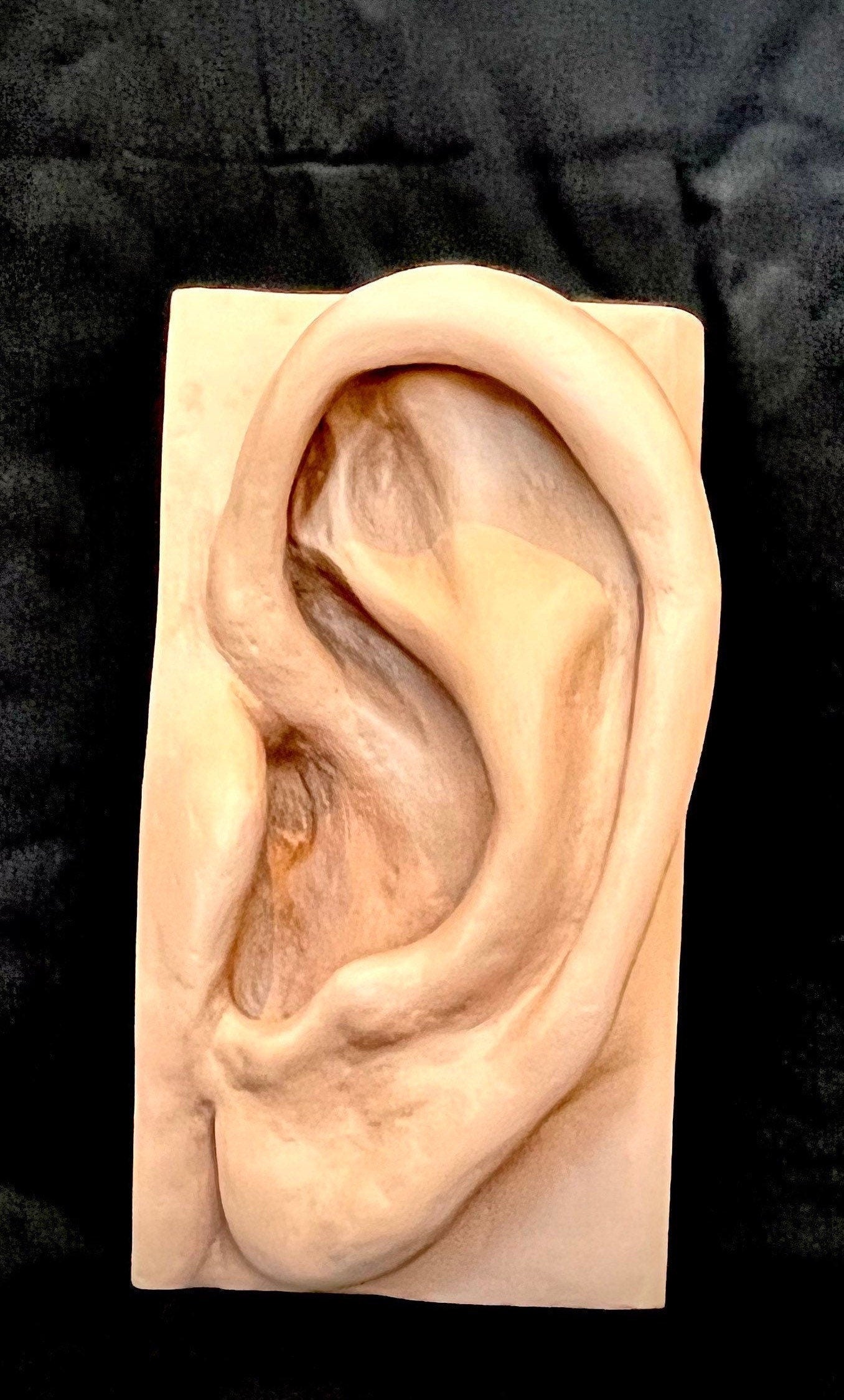 Menschliches Ohr Wandkunst / Anatomie / Einrichtung HNO Arzt / Ohrenarzt DEKO Figur Skulptur 50 cm x 27 cm x 18 cm