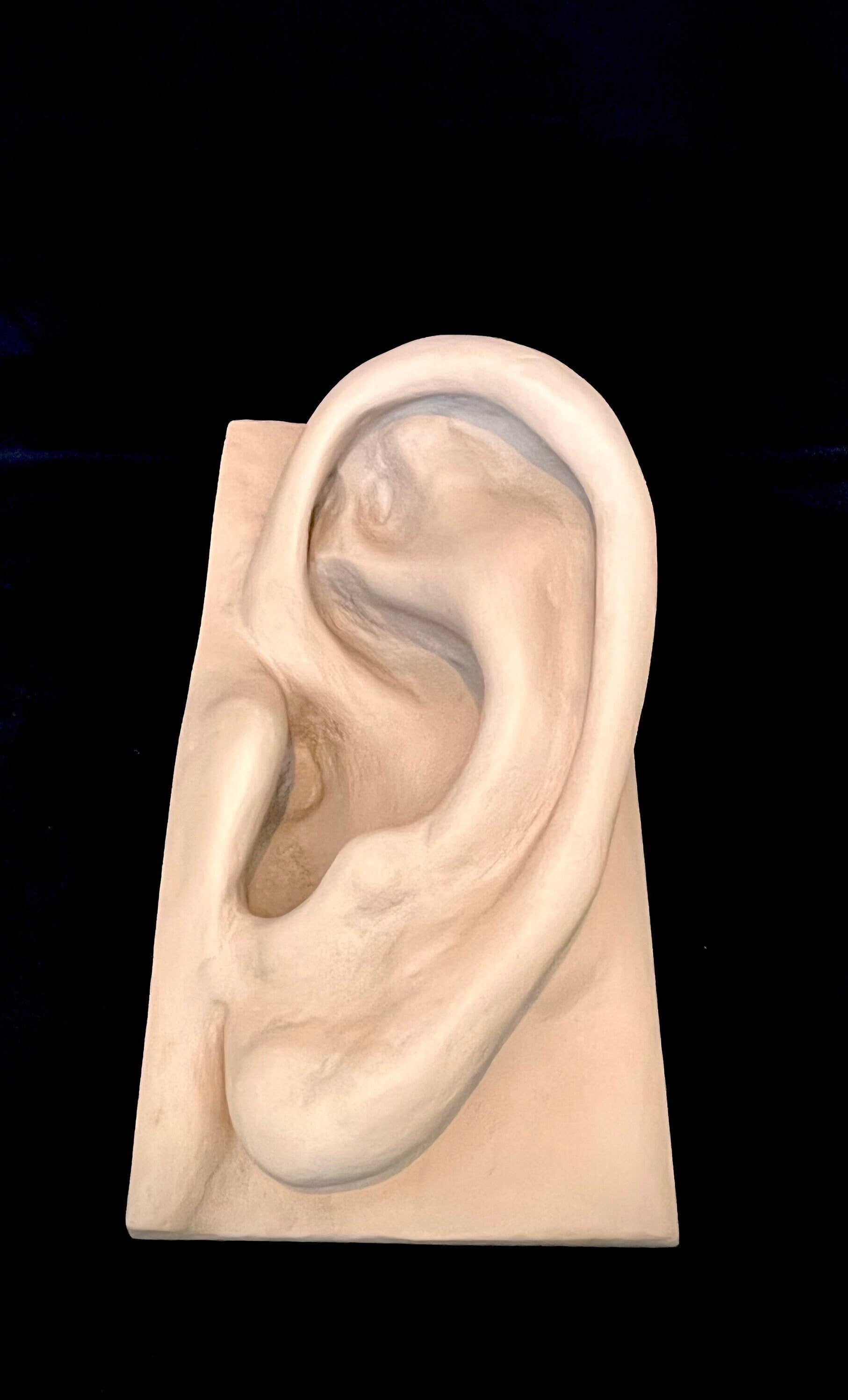 Menschliches Ohr Wandkunst / Anatomie / Einrichtung HNO Arzt / Ohrenarzt DEKO Figur Skulptur 50 cm x 27 cm x 18 cm