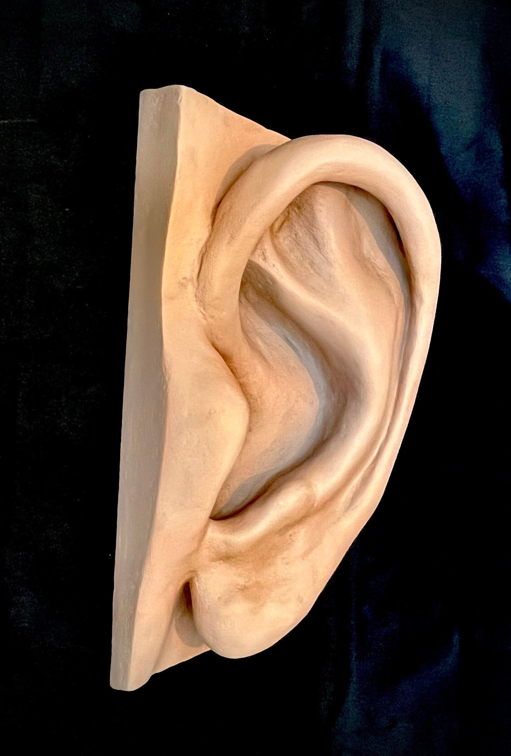 Menschliches Ohr Wandkunst / Anatomie / Einrichtung HNO Arzt / Ohrenarzt DEKO Figur Skulptur 50 cm x 27 cm x 18 cm