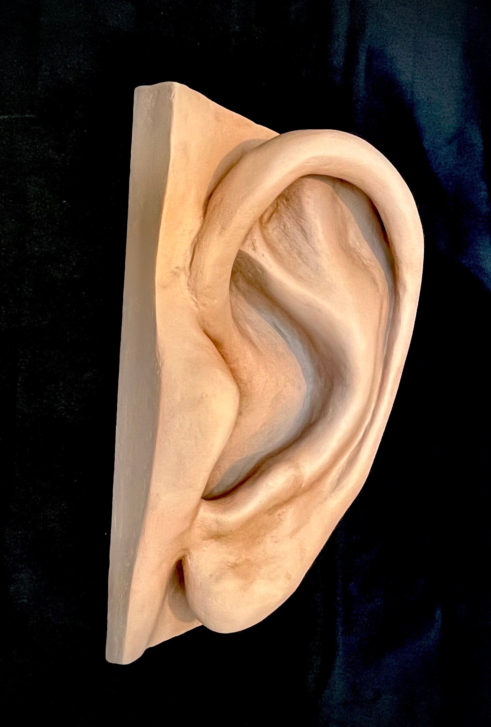 Menschliches Ohr Wandkunst / Anatomie / Einrichtung HNO Arzt / Ohrenarzt DEKO Figur Skulptur 50 cm x 27 cm x 18 cm